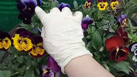 Viola. Секрет выращивания Виолы  (Анютиных глазок/ Фиалки).