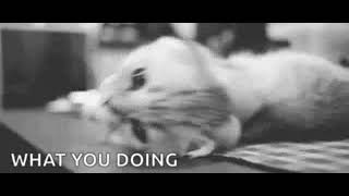 GIF - WHAT U DOING