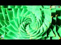 ALOE
