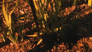 Dividing Irises