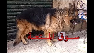 friday market for dogs- best showline dogs for sale in EGYPT