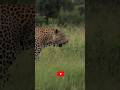 Ll Discover Wield Life Ll Wildlife Michele Wild Michele Wildlife Shorts Ll Discover Wield Life Ll Wildlife Michele Wild Michele Wildlife Shorts