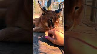 Caracal Love