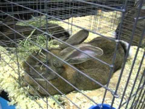 Lops and other rabbits at the Houston Livestock Show and Rodeo 2016 ...