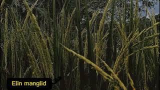 cinematic sawah padi menghijau || cinematic video 30 detik cinematic desa