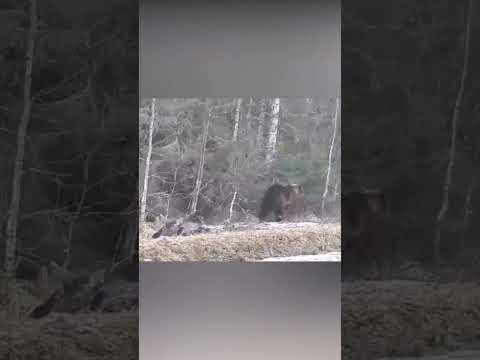 Oso ataca a un jabalí y empeora