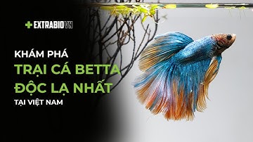 CÁ CHUYỆN | KHÁM PHÁ TRẠI CÁ BETTA ĐỘC LẠ NHẤT VIỆT NAM