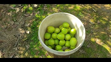 Hái - Ăn Táo Tại Vườn Ăn Được Mấy Quả I Núi Đồi Lục Ngạn
