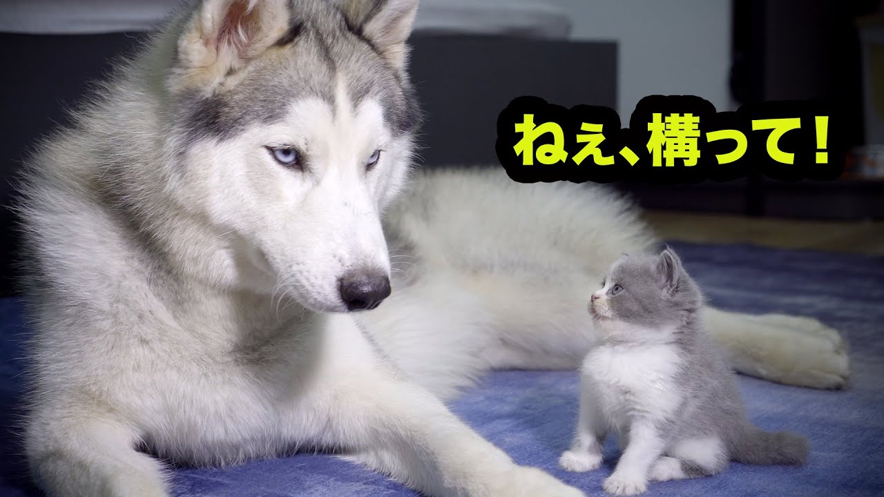 ハスキー犬に構ってほしくて何度も話をかける赤ちゃん猫が可愛すぎた Youtube