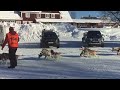 AMUNDSEN RACE 2023(sled dog race) || STARTING RACE (Strömsund)