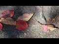 【あの日にかえりたい】荒井由実/歌おうfavorite songs 150