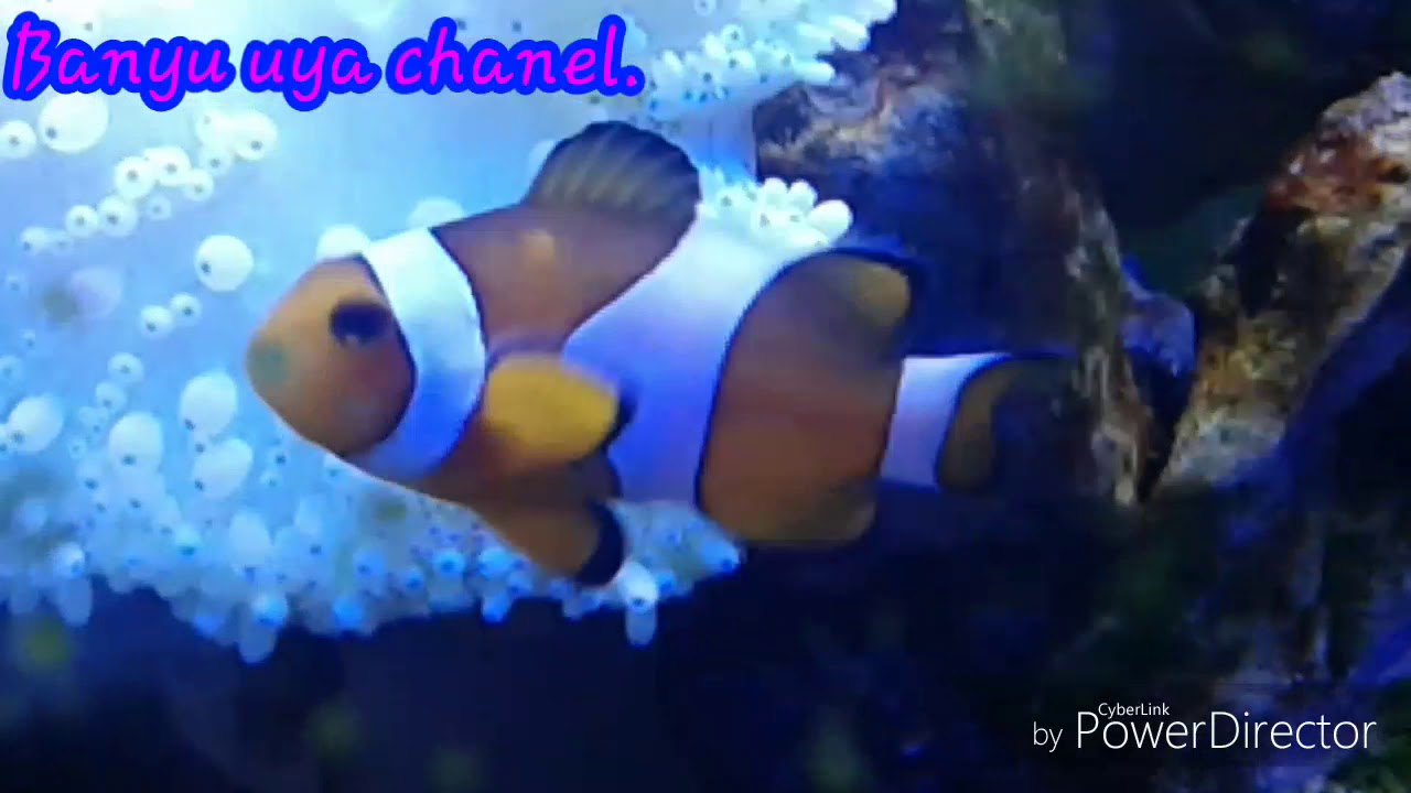 Cara Mudah Memelihara Ikan Nemo Clown Fish Ikan Air Laut Youtube