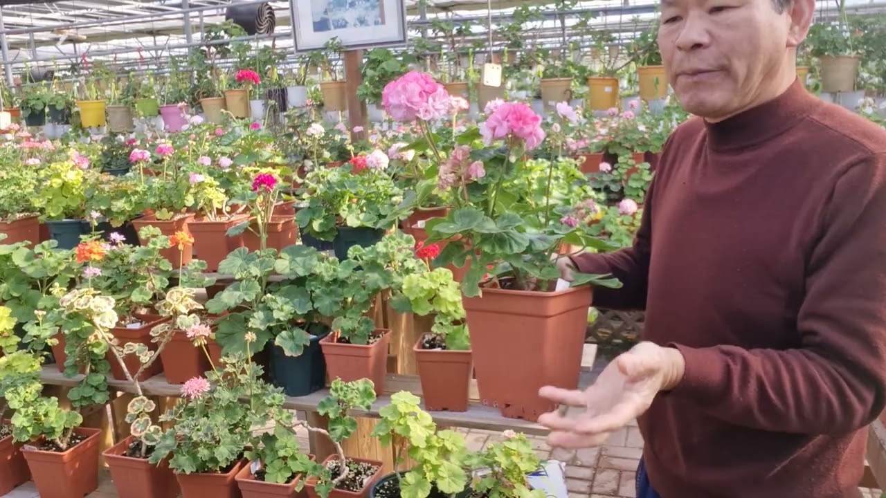 제라늄 3월 관리 요령