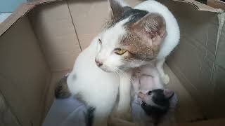 The mother cat has been away for a long time and has just come home with her kittens