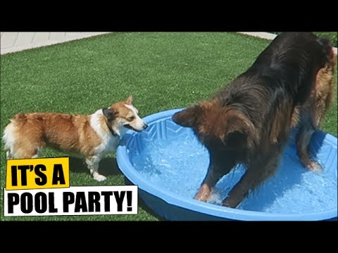 Video: Corgi ит тукуму: сүрөттөлүшү, сын-пикирлери, баалары