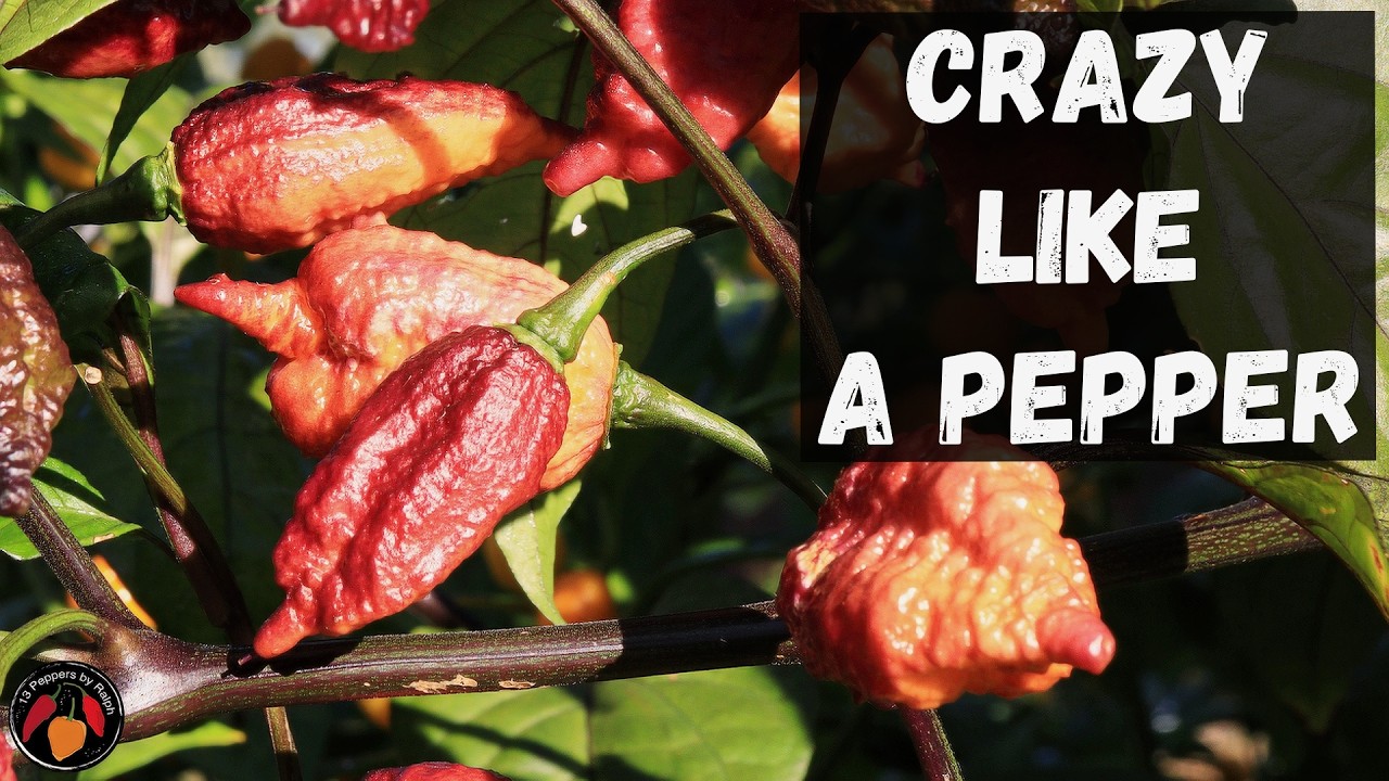 Обзор и дегустация Crazy Boy Pink Cream Pepper