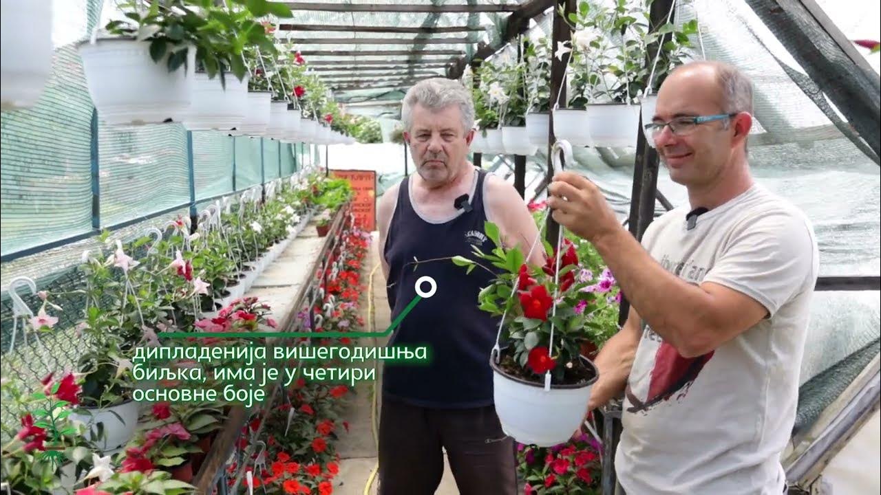 Svet rasadnika ep. 79 17.09.2022. Aca Bulatović, rasadnik cvećara