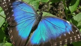 Blue Morpho Butterfly Facts