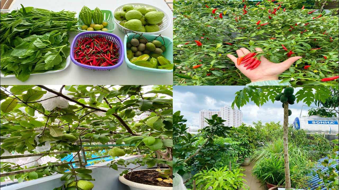 Thu hoạch rau quả và trái cây sạch trên sân thượng (vườn cây trồng chậu ...