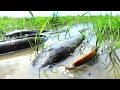 Very Lucky Fishing! Found &amp; Catching many many Big Catfish in Mud Water