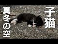 真冬の空に子猫が倒れていた!?駆け寄ってみた結果…