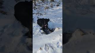 Flatcoated Retriever is dripping snow #dog #shorts #animals