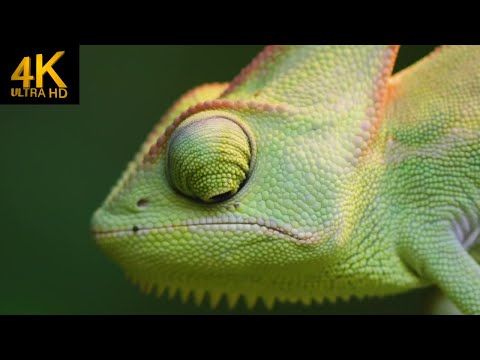 Natureza Lindos Animais Exóticos Amazônicos Música Calma para Relaxar