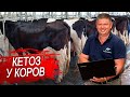 Кетоз у коров. Признаки кетоза. Методы диагностики кетоза.