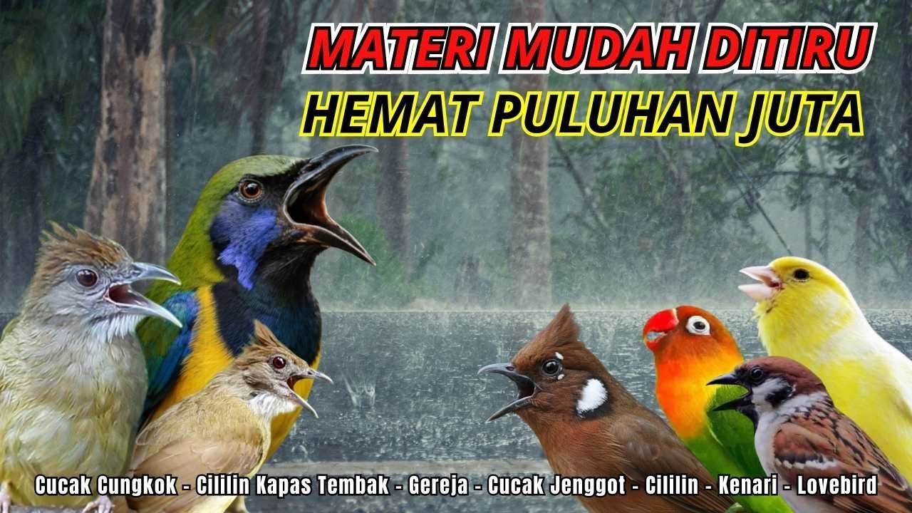 MASTERAN AMPUH MUDAH DITIRU UNTUK BURUNG FIGHTER - 24 JAM NONSTOP