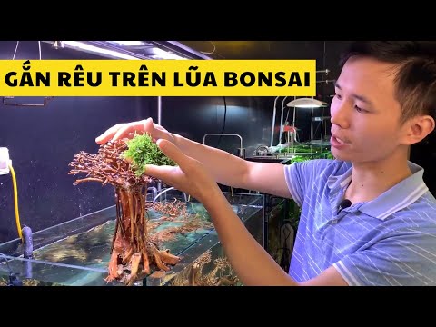 Video Rêu mini taiwan và cách gắn lên lũa | Nguyễn Du aqua - youtube