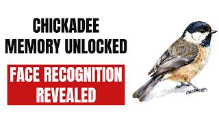 Your Chickadees Remember You — But How Do They Find All Those Hiding Spots