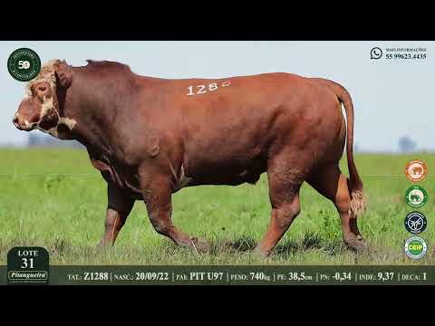LOTE 31  Z1288