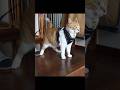 猫武将コーデ#かわちい #元野良猫チャチャ #ねこ #ちゃちゃ #cat #保護猫 #猫 #猫のいる暮らし #チャチャちゃん #猫動画 ＃猫#shorts