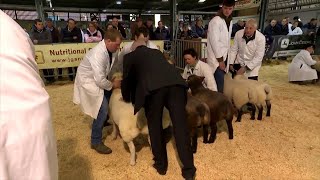 Pencampwriaeth Defaid Iseldir | Lowland Sheep Championship