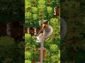 Chickens & Quail no longer quack like ducks! 🦆 #indiegame #gaming