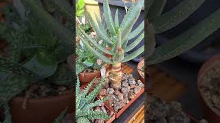 Little ALOE jewels! Some of my favorite mini succulent plants #shorts #succulents #aloe #rareplants