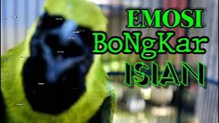Pancingan Cucak Ijo biar Emosi Gacor Ngentrok Cepat Bunyi Bongkar Isian Nembak Kasar Jernih