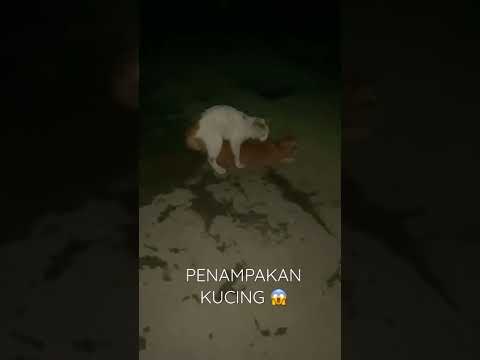 Kepergok Warga Ngentod😱🫣🤣 #kucing #shorts #pecintakucing