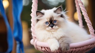 Therapy Music for Stressed Cats  Soothing Music for Cats with nature sounds That Give Comfort to...