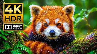 WILD ANIMALS in 4K HDR 120fps – Breathtaking Wildlife Showcase | 8K/4K Ultra HD OLED TV Test