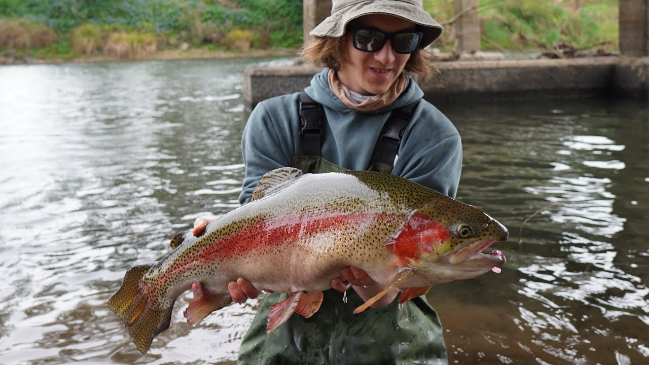 Goulburn River STONKERS (Trout trip with the boys 2) River RAINBOWS