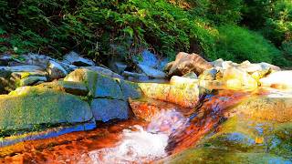 🌿💧 Golden Sunlit Stream Sounds Flowing Over Mossy Rocks Beneath a Lush Green Forest Canopy