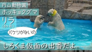 【過去】(リラ8ヶ月)ホッキョクグマ　でたな！くびわかいじゅう　Polar bear Neckband monster appearance　#円山動物園 #ホッキョクグマ #リラ