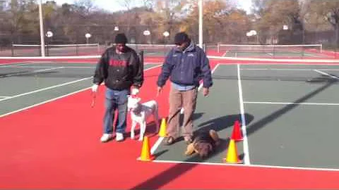 South Shore Dogtown