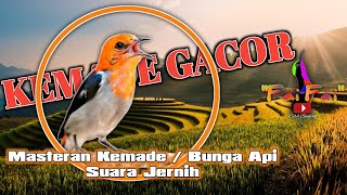 Masteran suara burung Kemade Bunga api gacor, Suara jernih, tajam + Terapi air mengalir