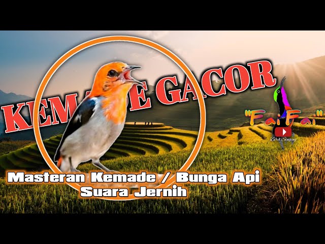 Masteran suara burung Kemade Bunga api gacor, Suara jernih, tajam + Terapi air mengalir class=