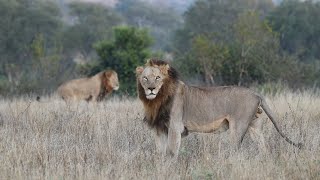 Male LION Coalition patrols territory.