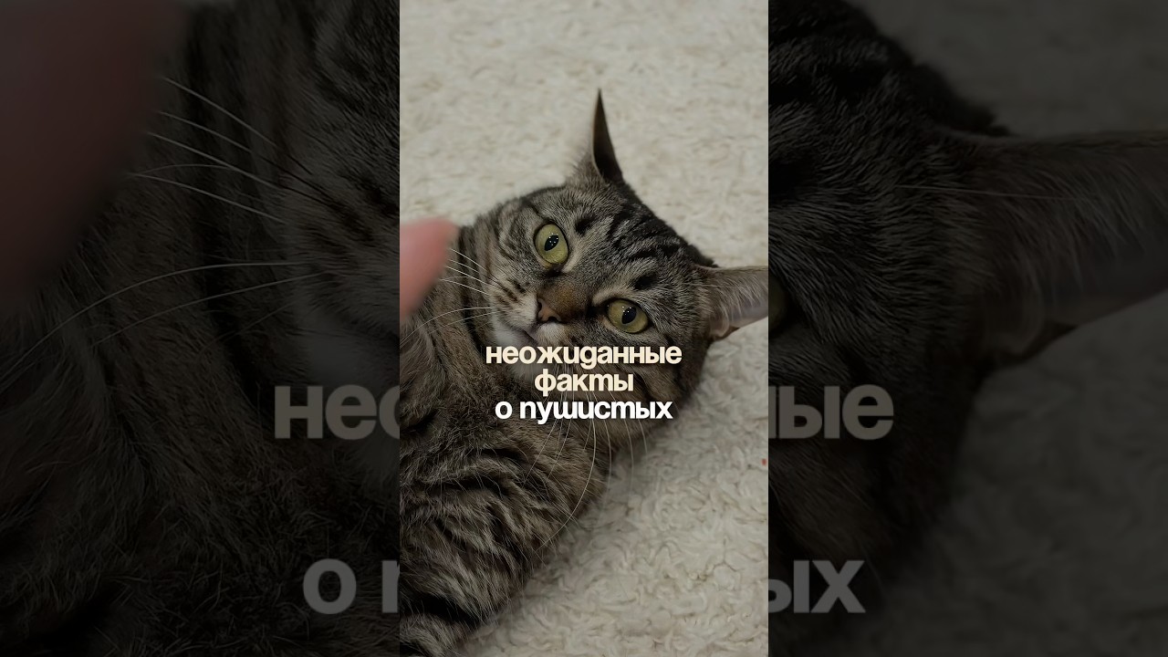 🥹❤️Арт на корм вб : 