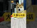 みんな寝不足が続いていました💧#柴犬 #豆柴 #shibainu #犬 #犬のいる暮らし #shorts