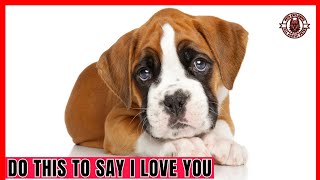 10 Ways to Tell Your Dog You Love Them